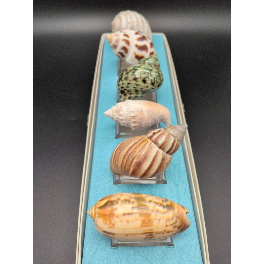 Set of 6 Sea Shell Napkin Rings Acrylic Rings